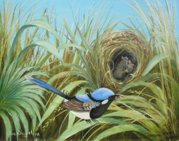 Blue Wren with nest