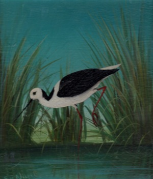 Avocet