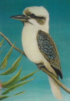 Kookaburra with blue feathers