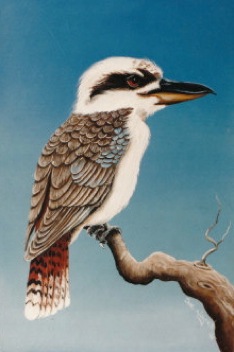 Kookaburra with red tail