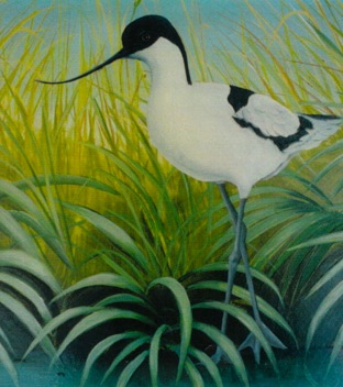 Avocet in the reeds