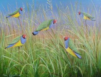 Gouldian Bullfinches