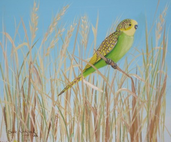 Budgerigar