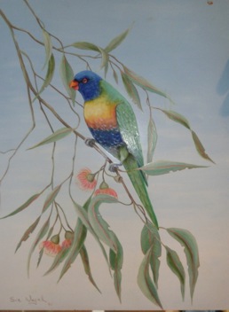 Parrot in flowering gum